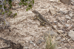 Crotaphytus collaris
