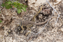 Crotaphytus collaris