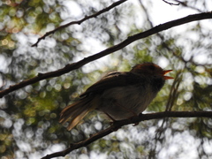 Abroscopus albogularis