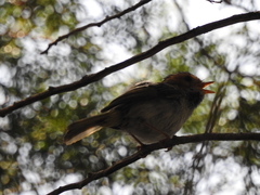 Abroscopus albogularis