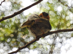 Abroscopus albogularis