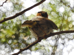 Abroscopus albogularis