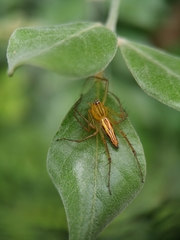 Oxyopes birmanicus