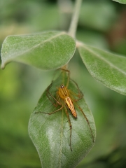 Oxyopes birmanicus
