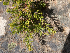 Podocarpus lawrencei