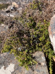 Podocarpus lawrencei