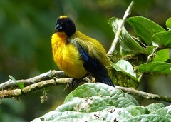 Anisognathus notabilis