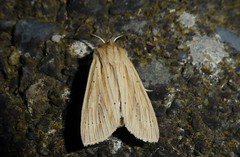 Ichneutica semivittata
