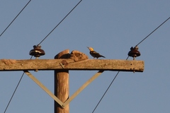 Colaptes campestris