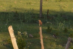 Furnarius rufus