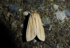 Ichneutica semivittata