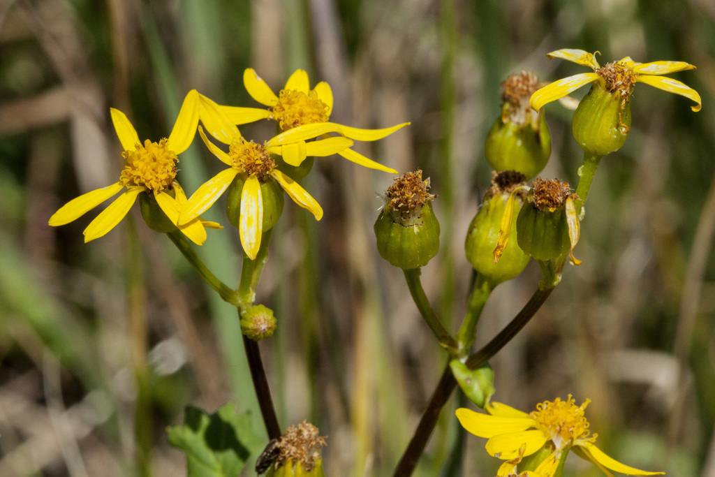 Burnet Ragwort