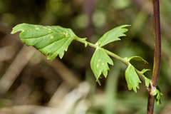 Packera sanguisorboides