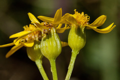 Packera sanguisorboides