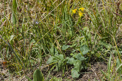 Packera sanguisorboides