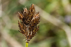 Carex ebenea