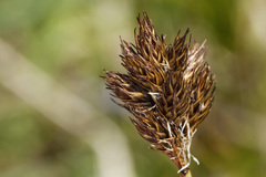 Carex ebenea