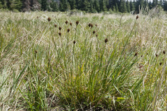 Carex ebenea