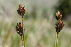 Carex ebenea