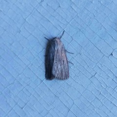 Oncocnemidinae