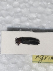 Agrilus vittaticollis
