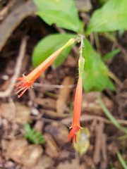 Cuphea appendiculata