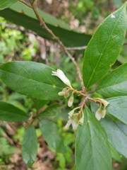 Styrax warscewiczii
