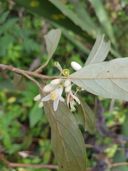 Styrax warscewiczii