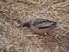 Pseudonigrita arnaudi