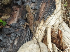 Sceloporus jarrovii