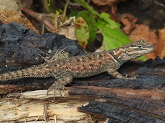 Sceloporus jarrovii