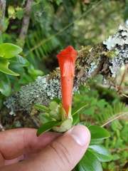 Columnea glabra