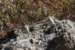 Geositta crassirostris