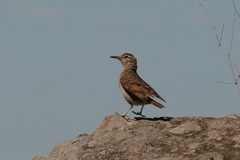 Geositta crassirostris