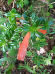 Columnea glabra