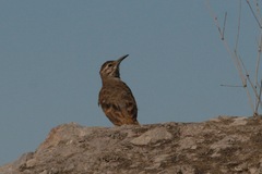 Geositta crassirostris