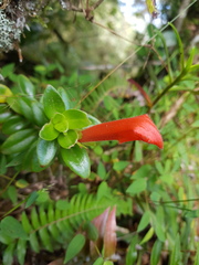 Columnea glabra