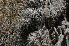 Tillandsia tectorum