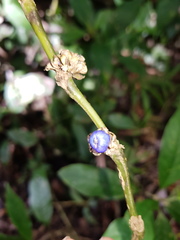 Palicourea axillaris