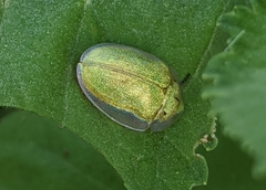 Physonota arizonae