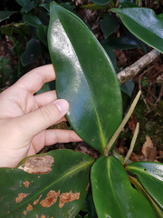 Peperomia adscendens