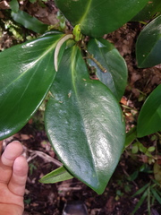 Peperomia adscendens