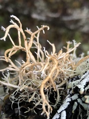 Sphaerophorus venerabilis