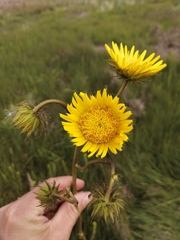 Berkheya speciosa lanceolata