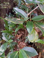 Peperomia adscendens