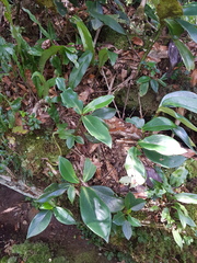 Peperomia adscendens