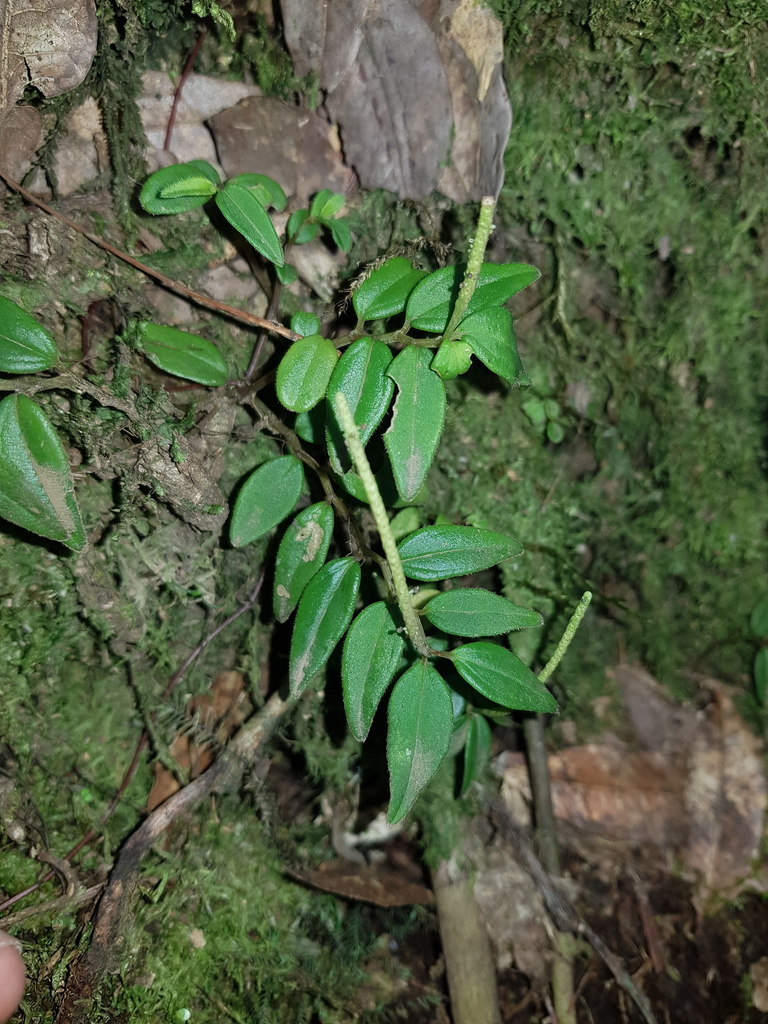 Peperomia tenelliformis