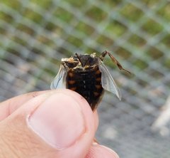 Belostomatidae