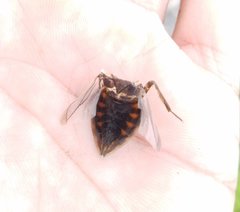 Belostomatidae
