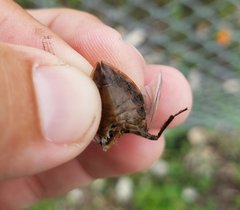 Belostomatidae